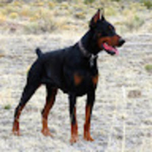 Meet your Posher, Robert